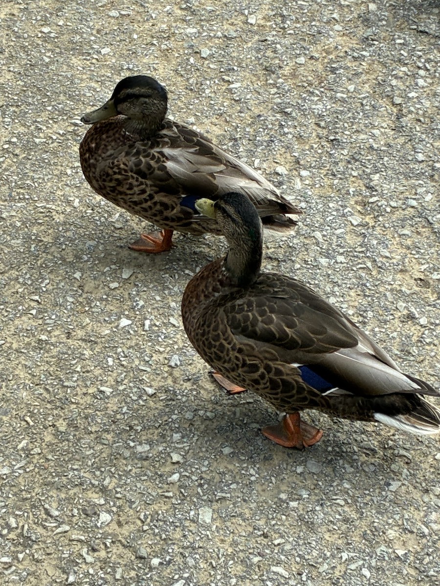 Stockente - ML639176539
