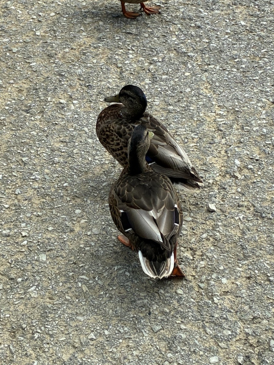 Stockente - ML639176540