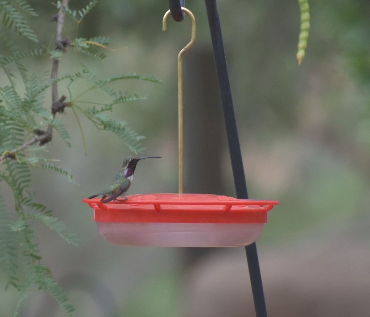 Lucifer Hummingbird - ML639176657