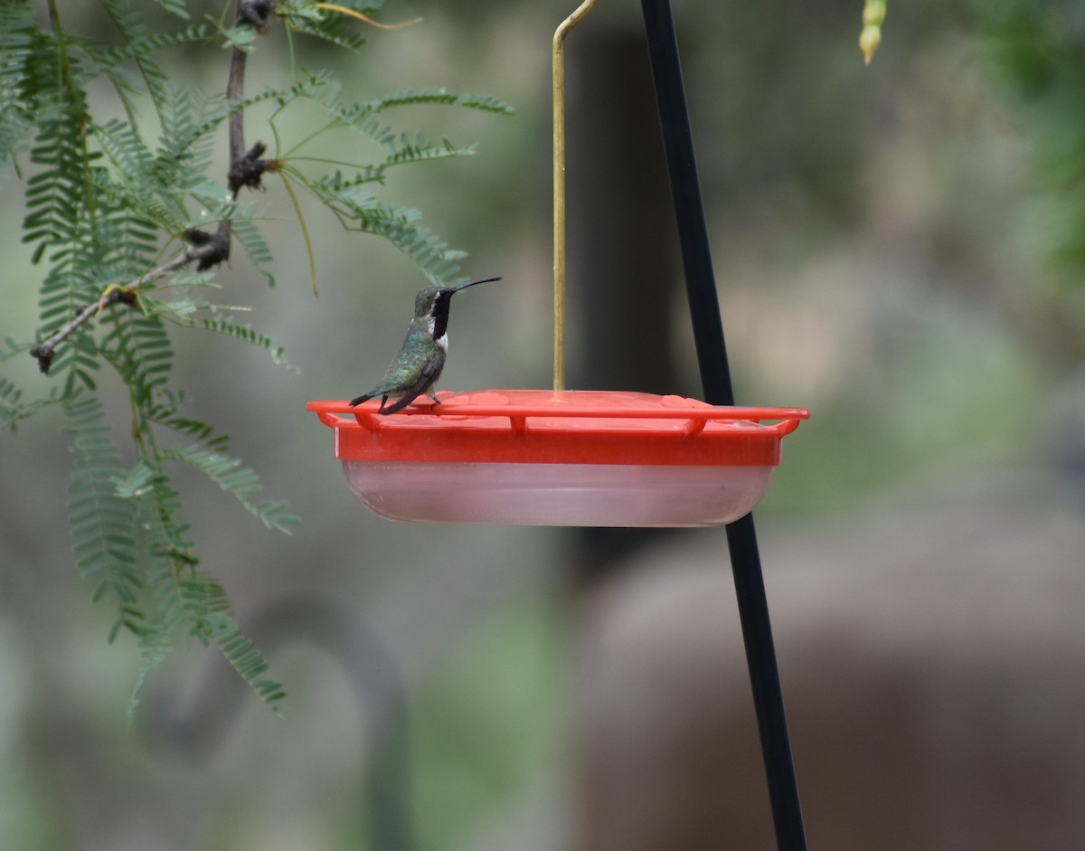 Lucifer Hummingbird - ML639176660