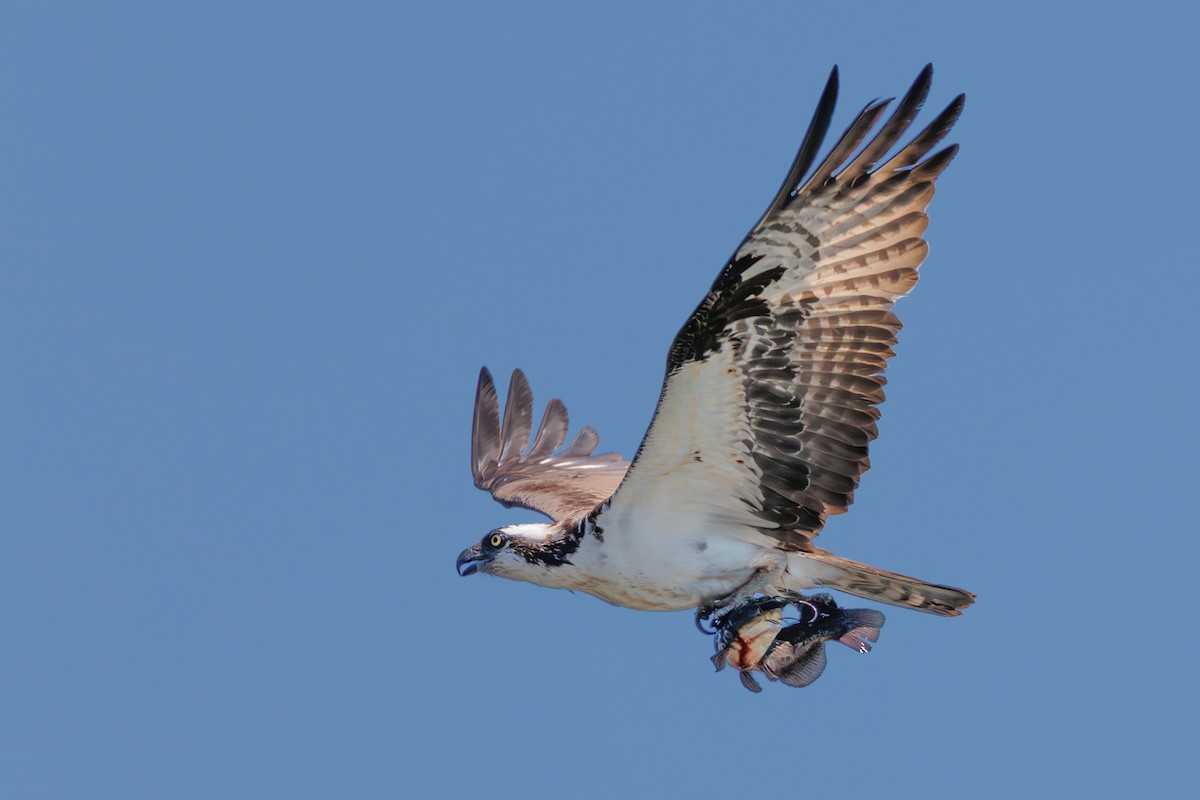 Osprey - ML639176787