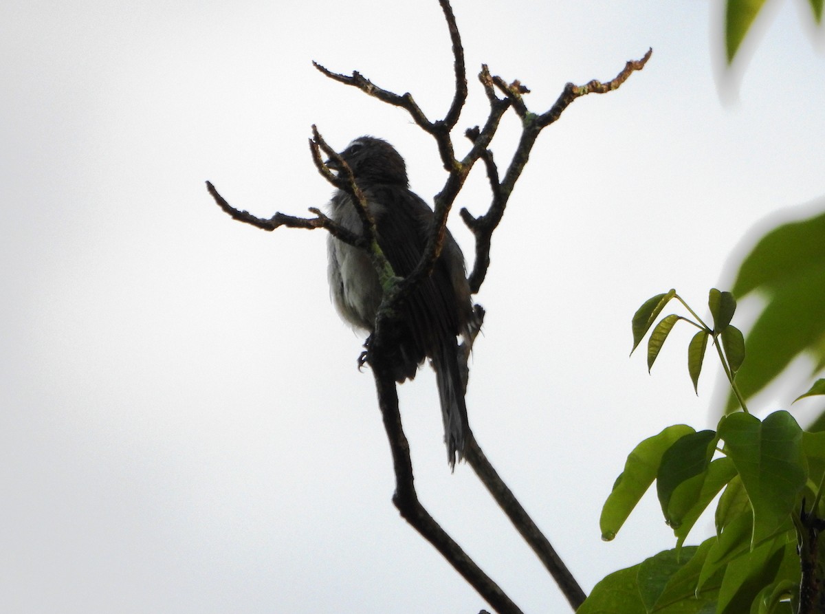 Olive-gray Saltator - ML639176792