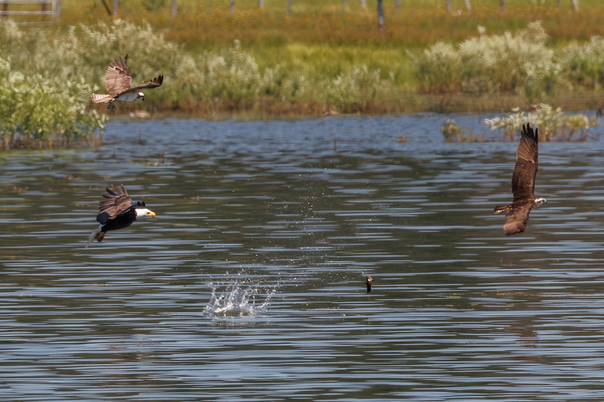 Bald Eagle - ML639176807