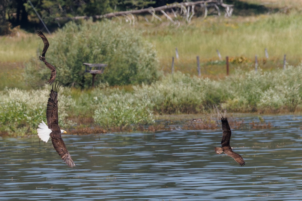 Bald Eagle - ML639176808
