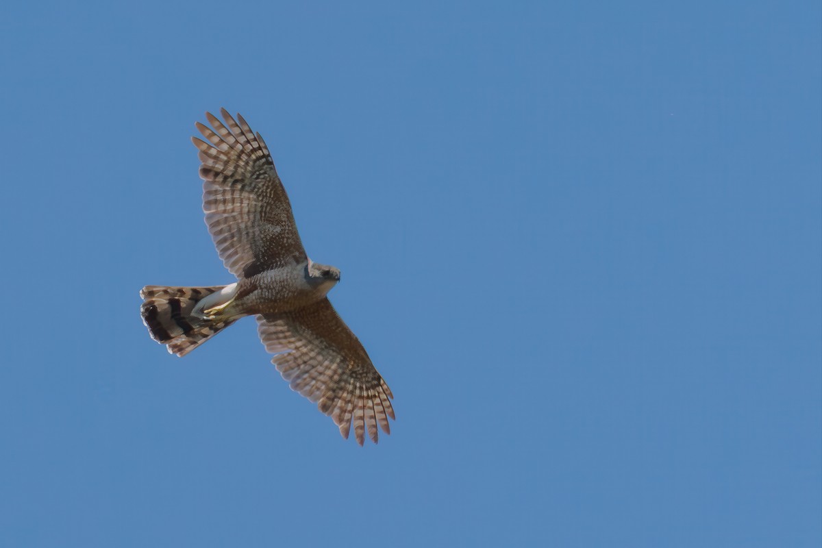 Cooper's Hawk - ML639176879