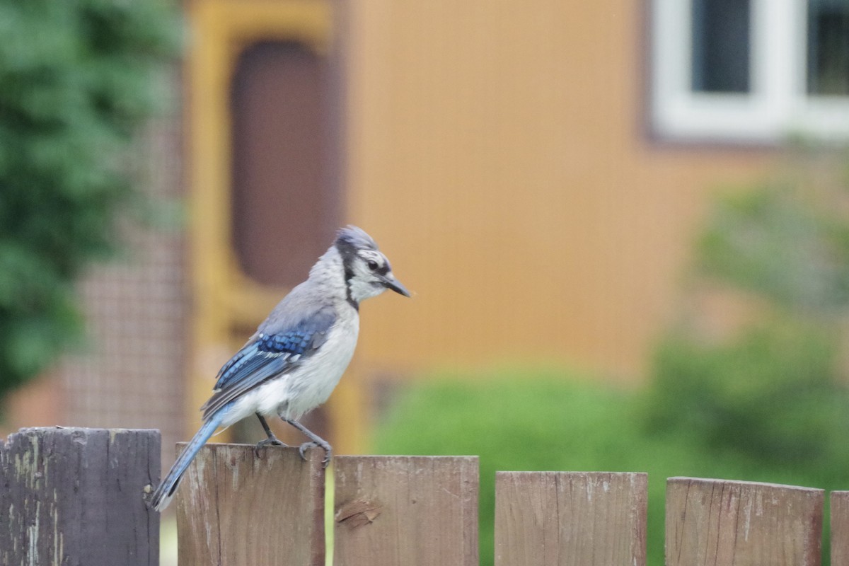 Blue Jay - ML639176975