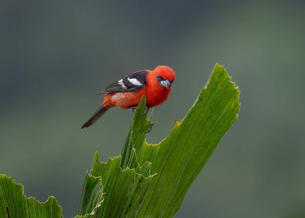 Ak Kanatlı Piranga - ML639176978