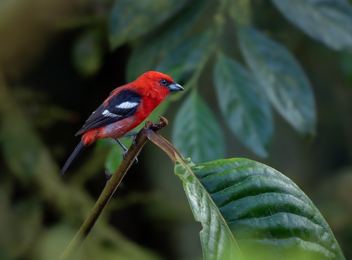 Ak Kanatlı Piranga - ML639176986