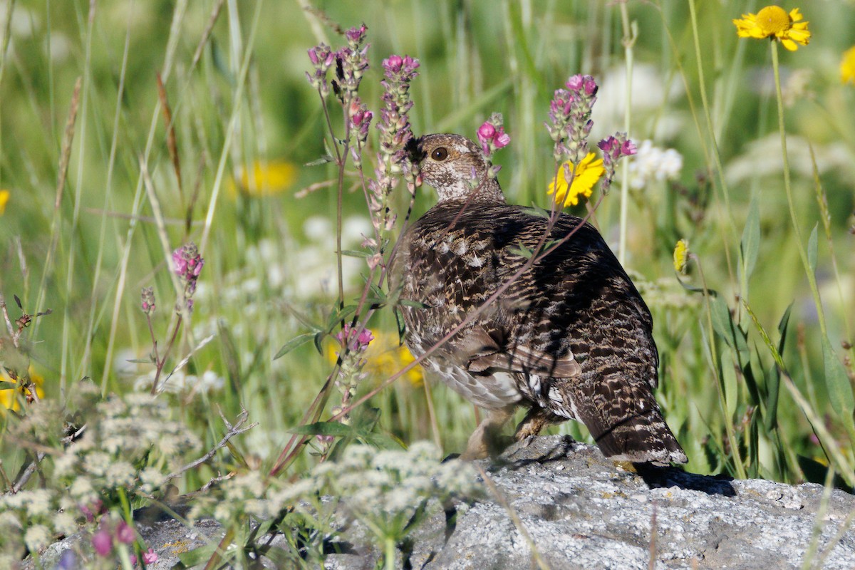 Sooty Grouse - ML639176997