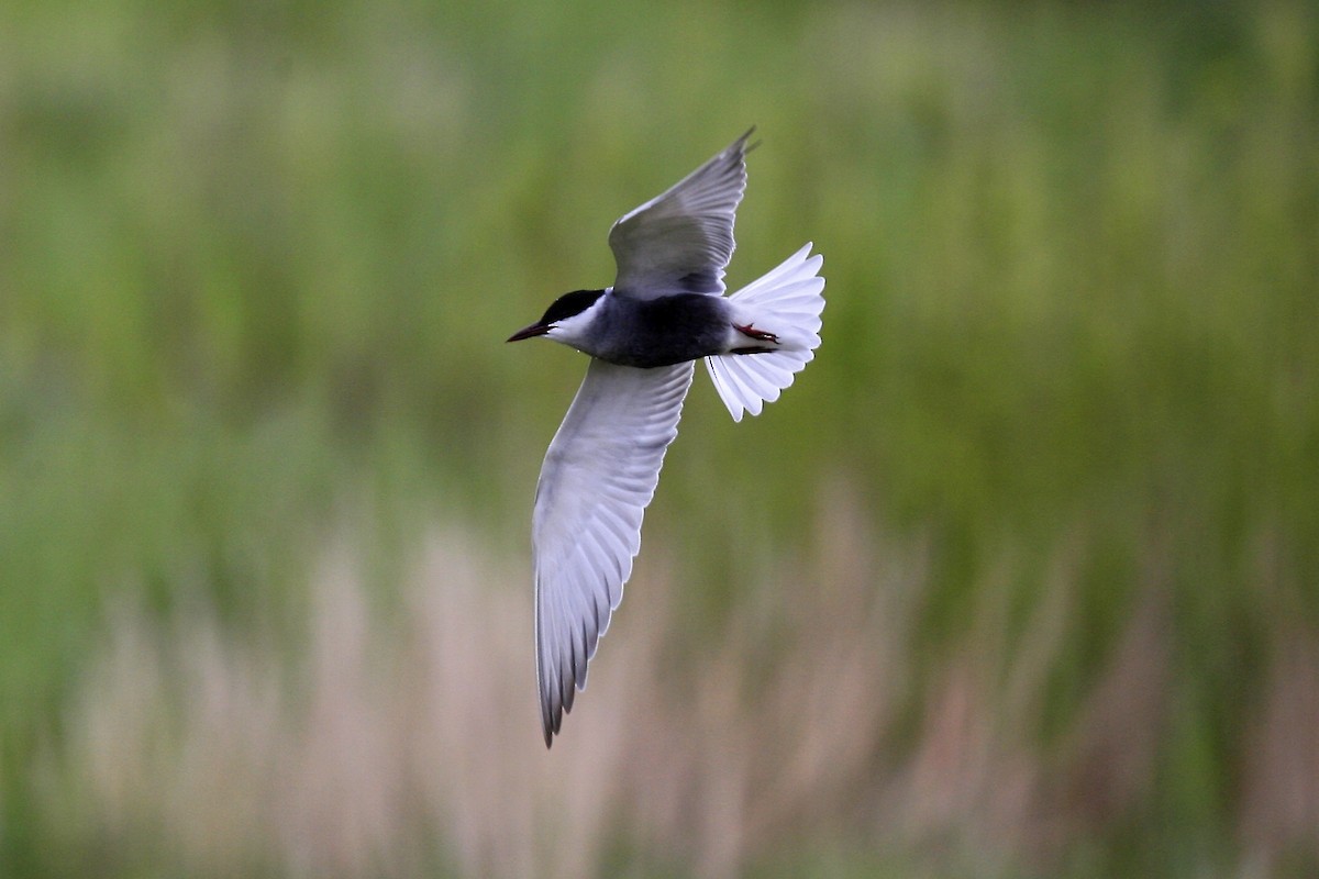 Whiskered Tern - ML639177001