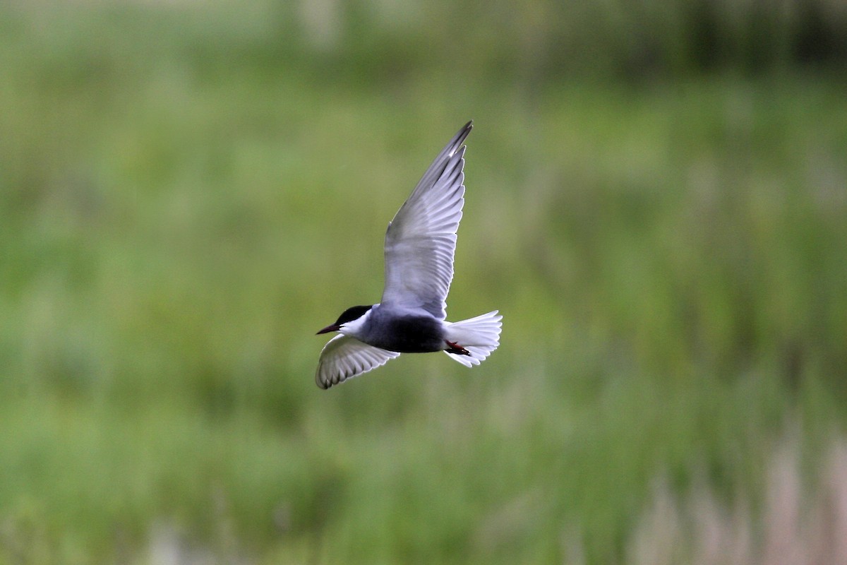 Whiskered Tern - ML639177002