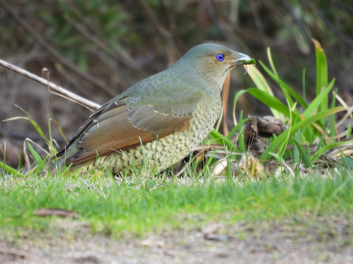 Satin Bowerbird - ML639177019