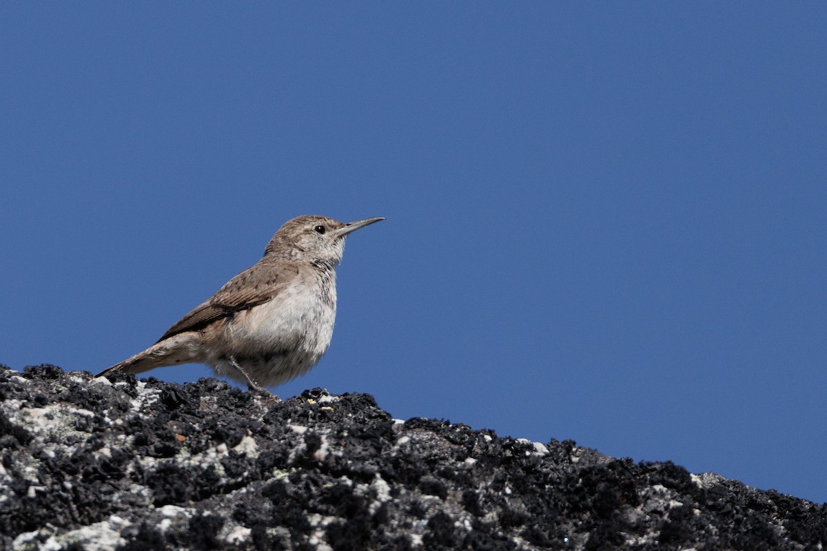 Rock Wren - ML639177025