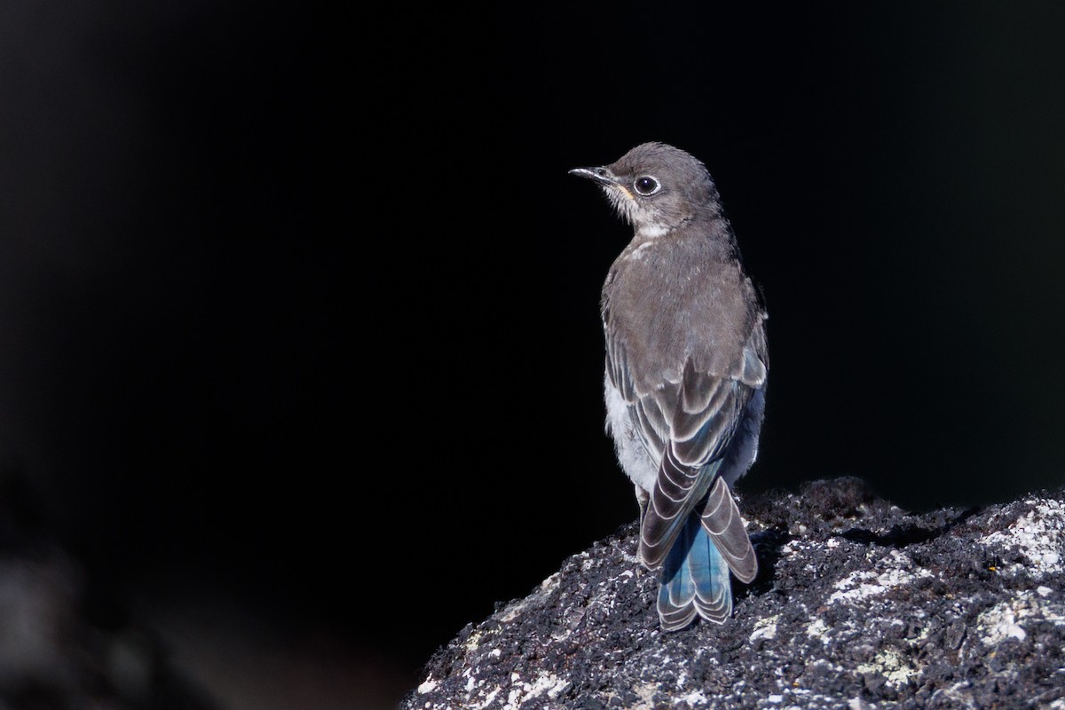 Mountain Bluebird - ML639177044