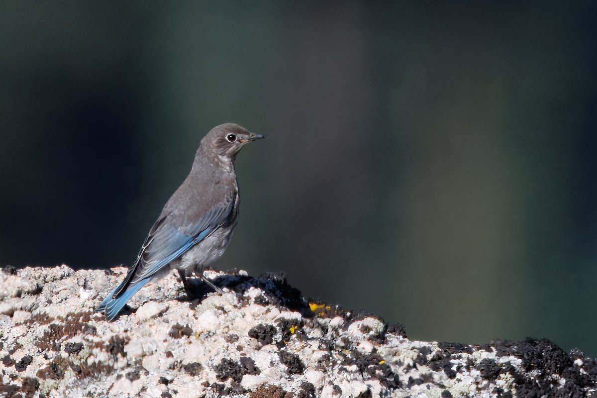 Mountain Bluebird - ML639177045