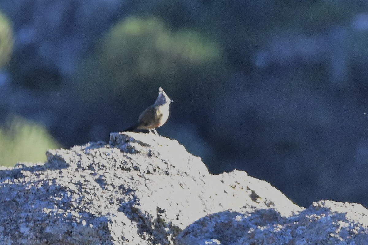 Crested Gallito - ML639177062