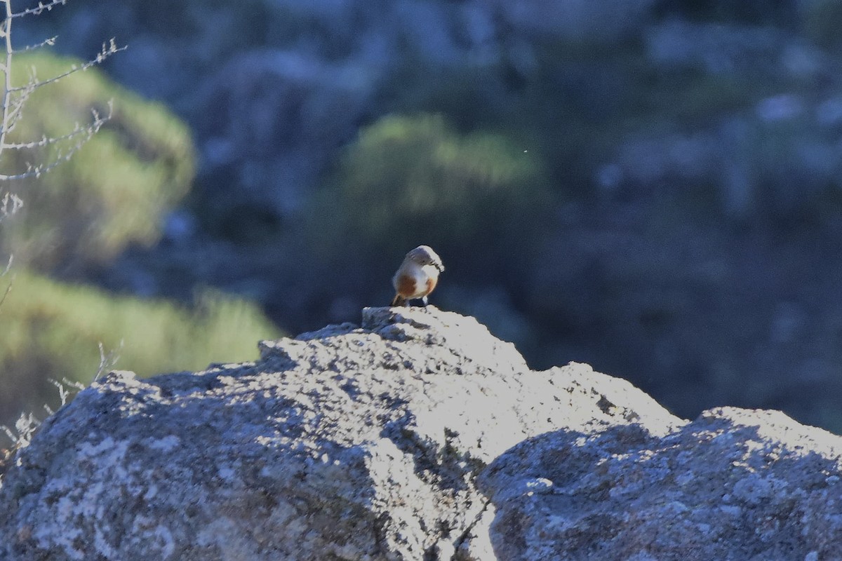 Crested Gallito - ML639177063