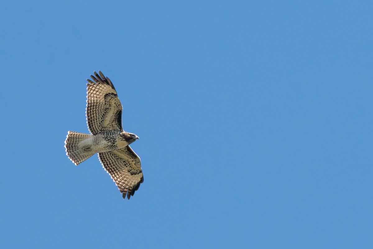 Red-tailed Hawk - ML639177076
