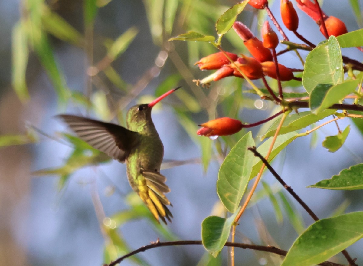 Gilded Hummingbird - ML639177088
