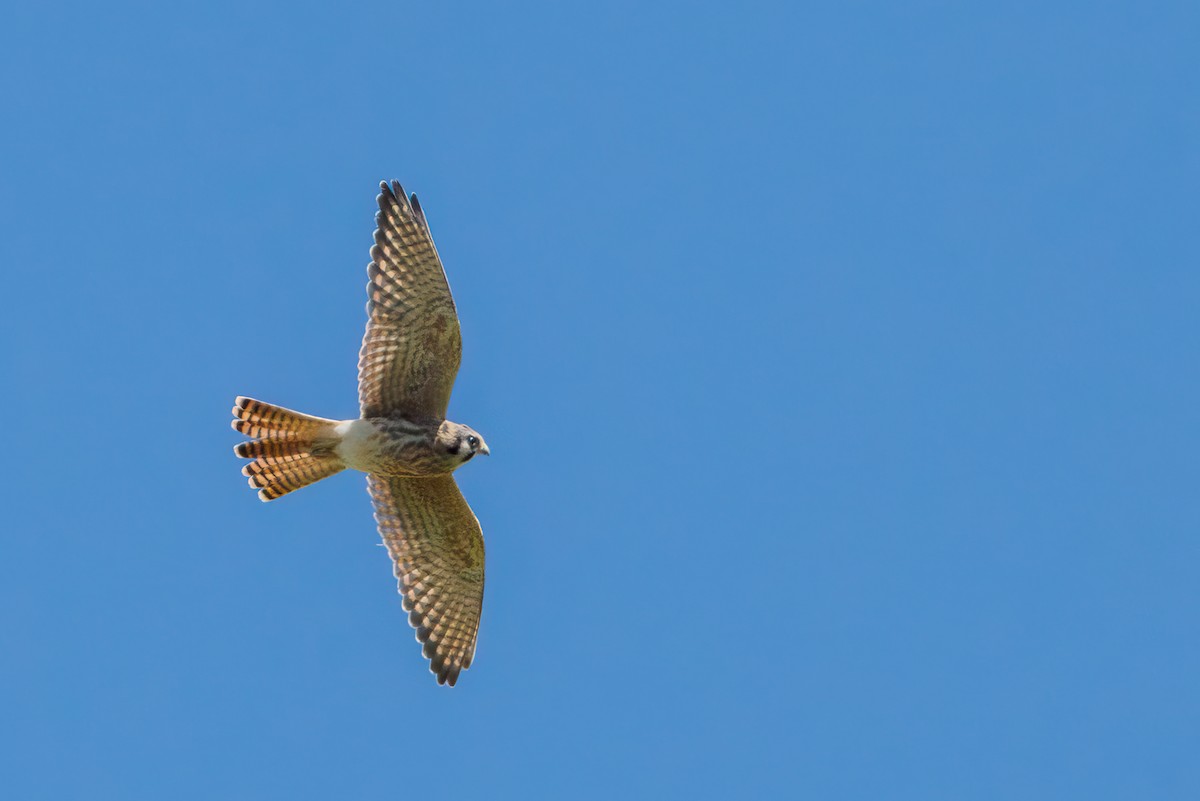 American Kestrel - ML639177094