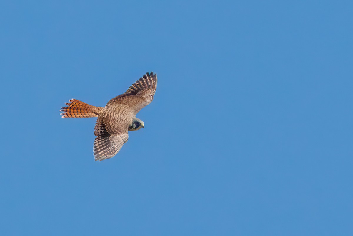 American Kestrel - ML639177095