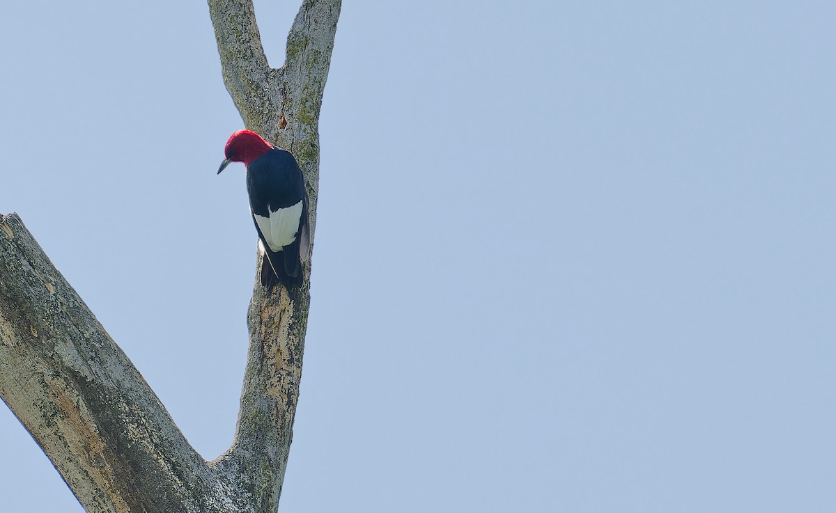 Red-headed Woodpecker - ML639177159