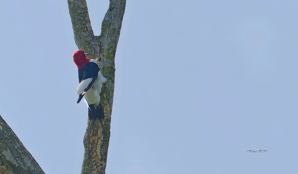 Red-headed Woodpecker - ML639177176