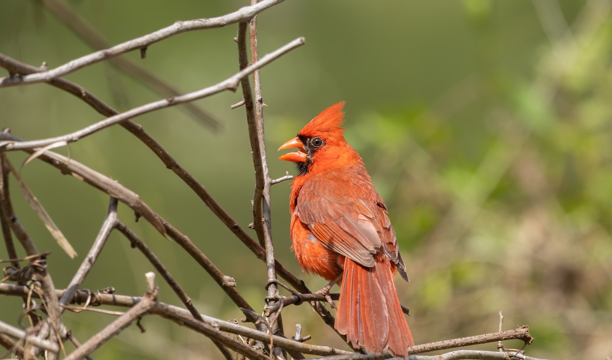 Northern Cardinal - ML639177191