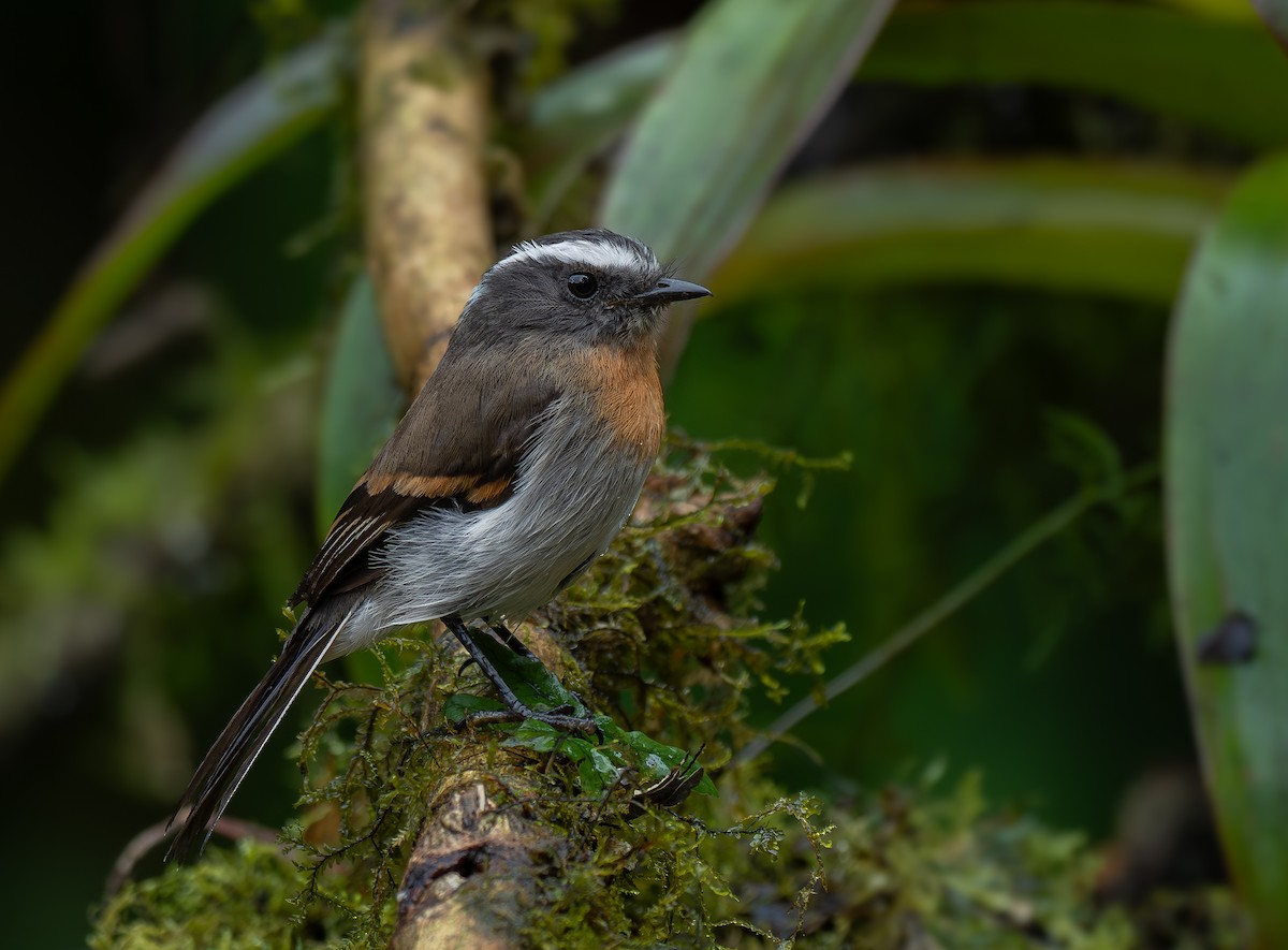 Rufous-breasted Chat-Tyrant - ML639177253