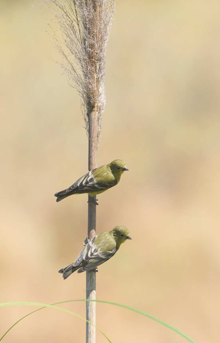 Lesser Goldfinch - ML639177264