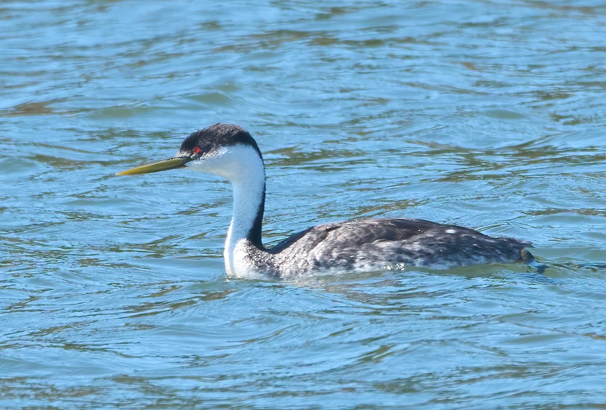 Western Grebe - ML639177269
