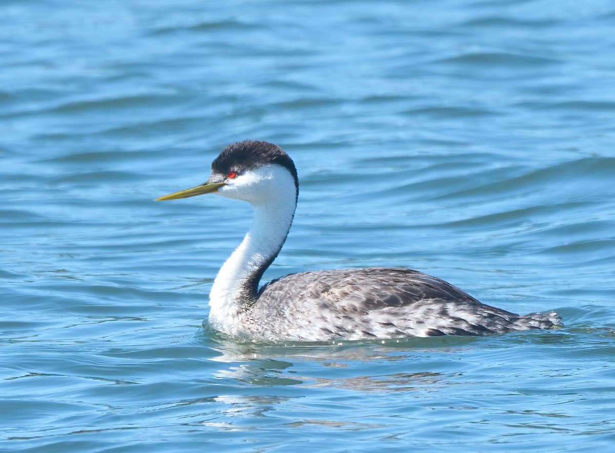 Western Grebe - ML639177270
