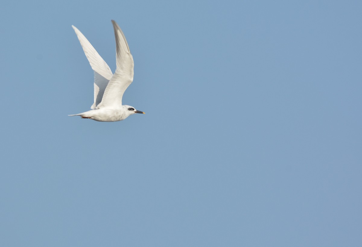 Snowy-crowned Tern - ML639177282