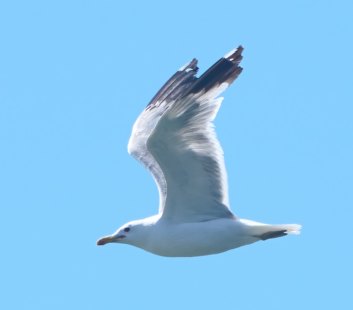 California Gull - ML639177290