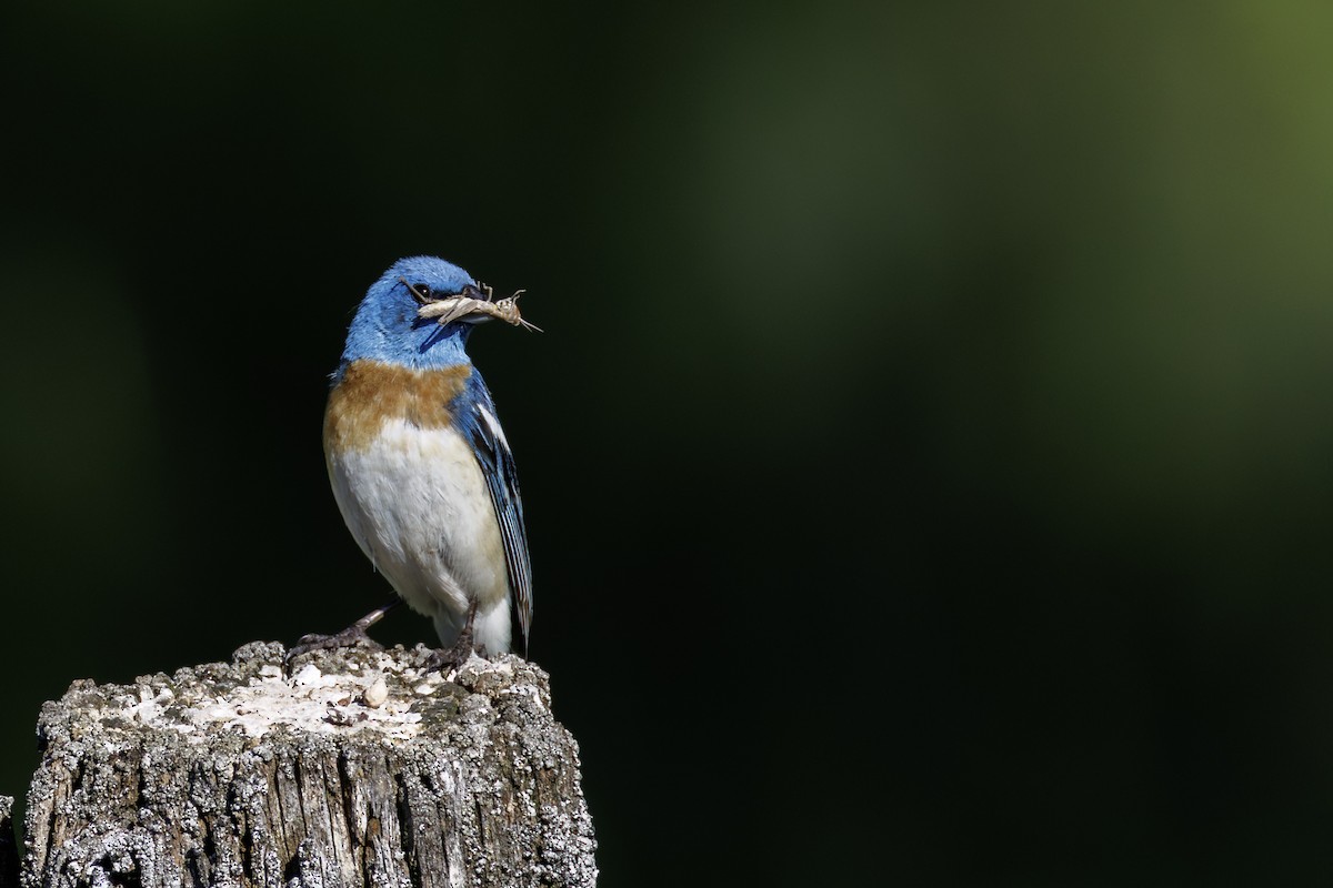 Lazuli Bunting - ML639177293