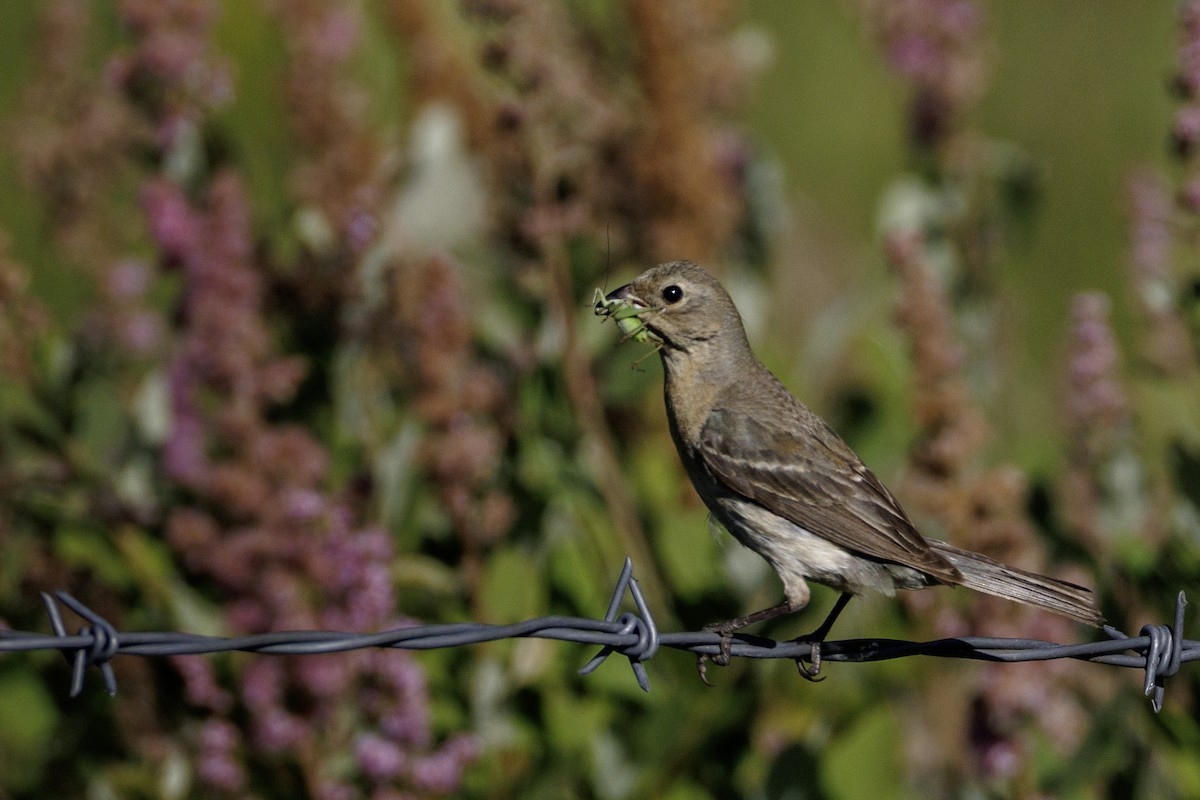 Lazuli Bunting - ML639177294