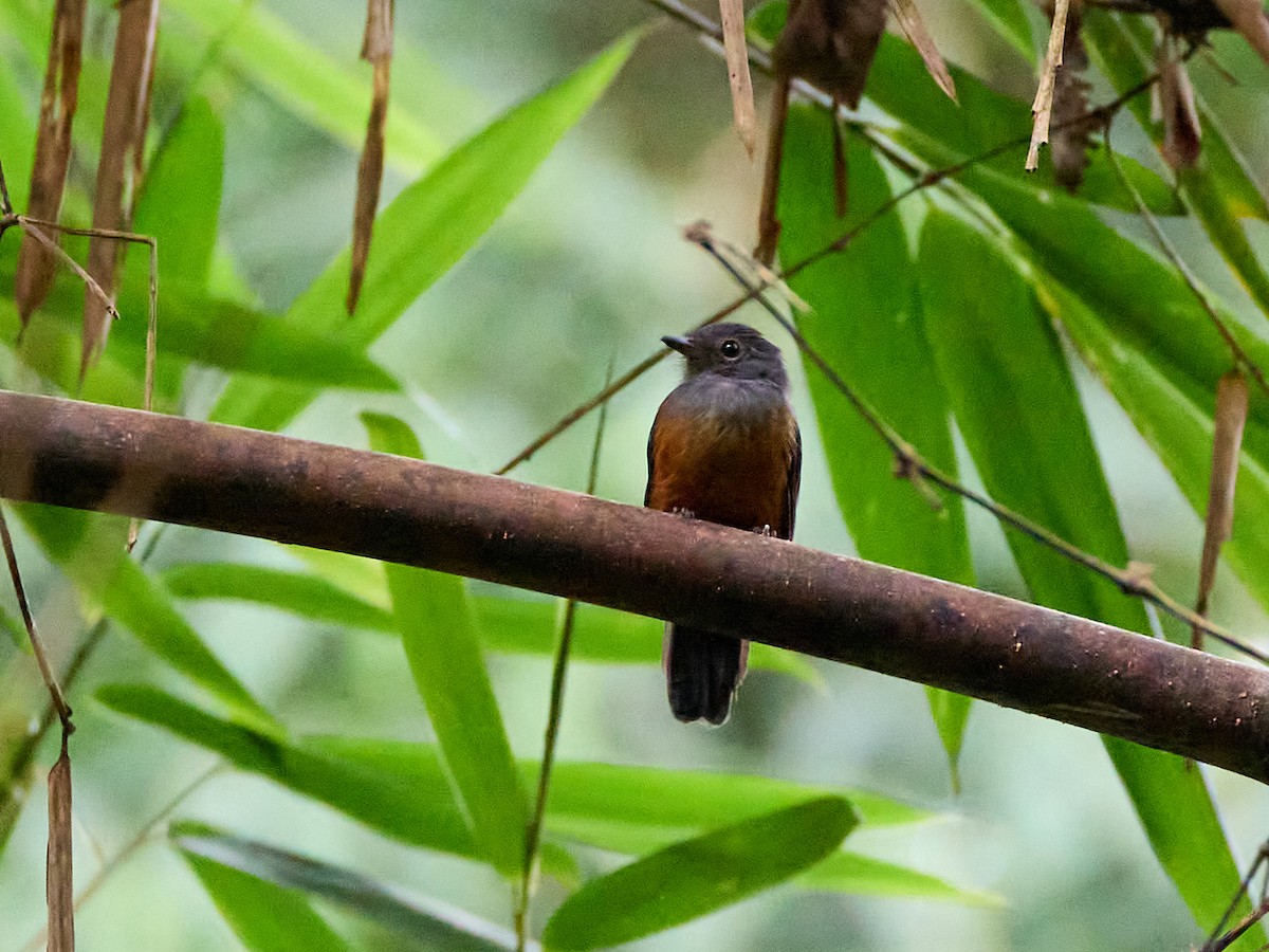 Bluish-slate Antshrike - ML639177313