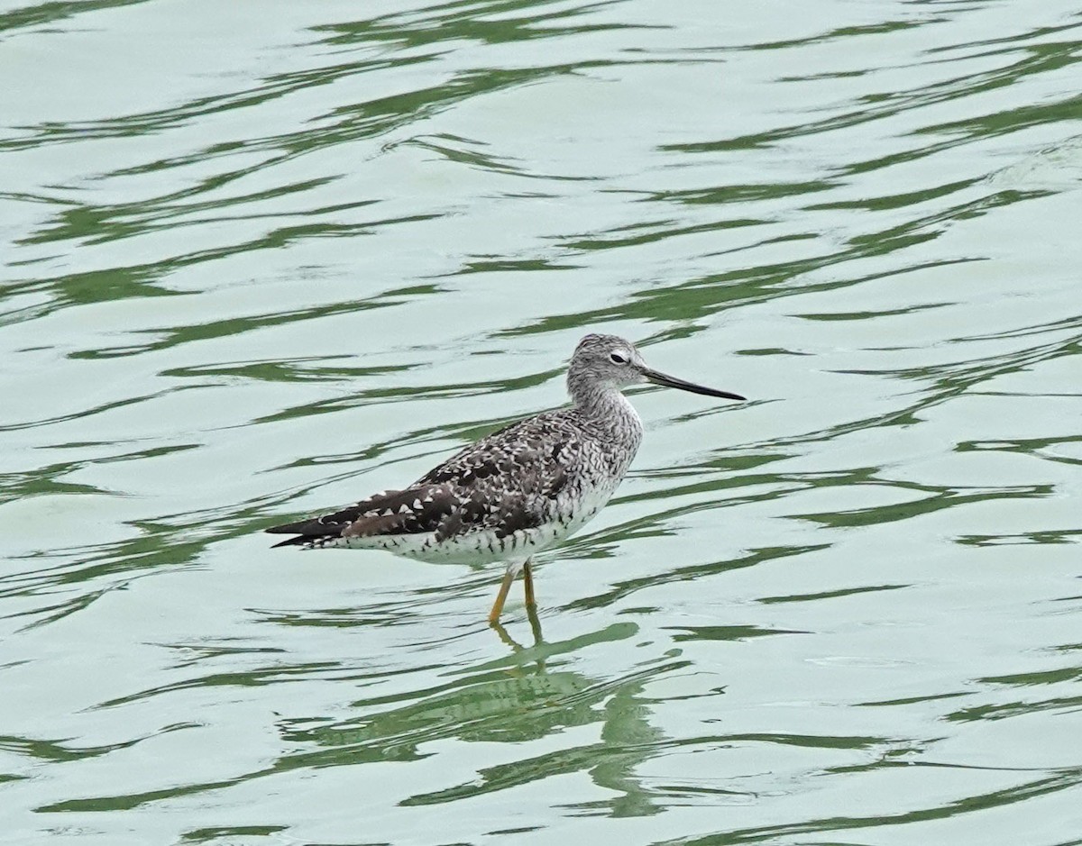 Greater Yellowlegs - ML639177360