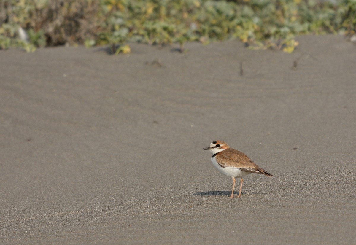 Collared Plover - ML639177361