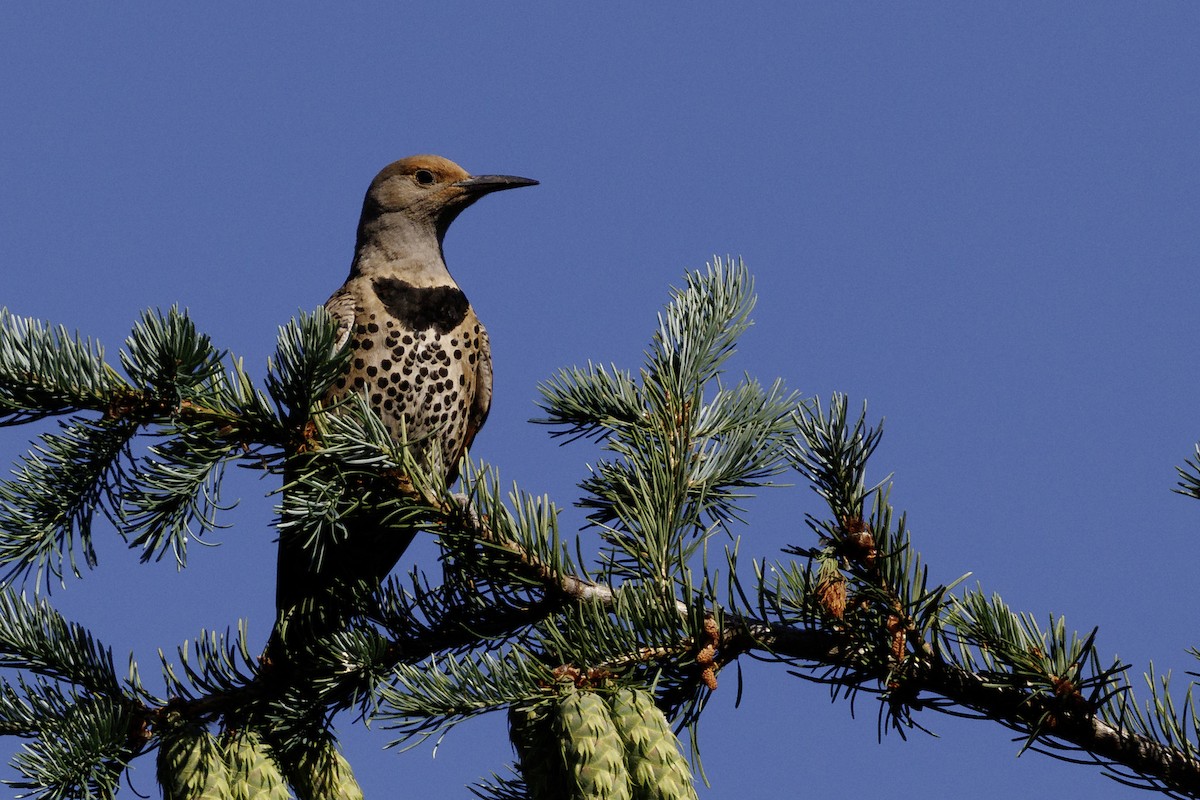 Northern Flicker - ML639177385