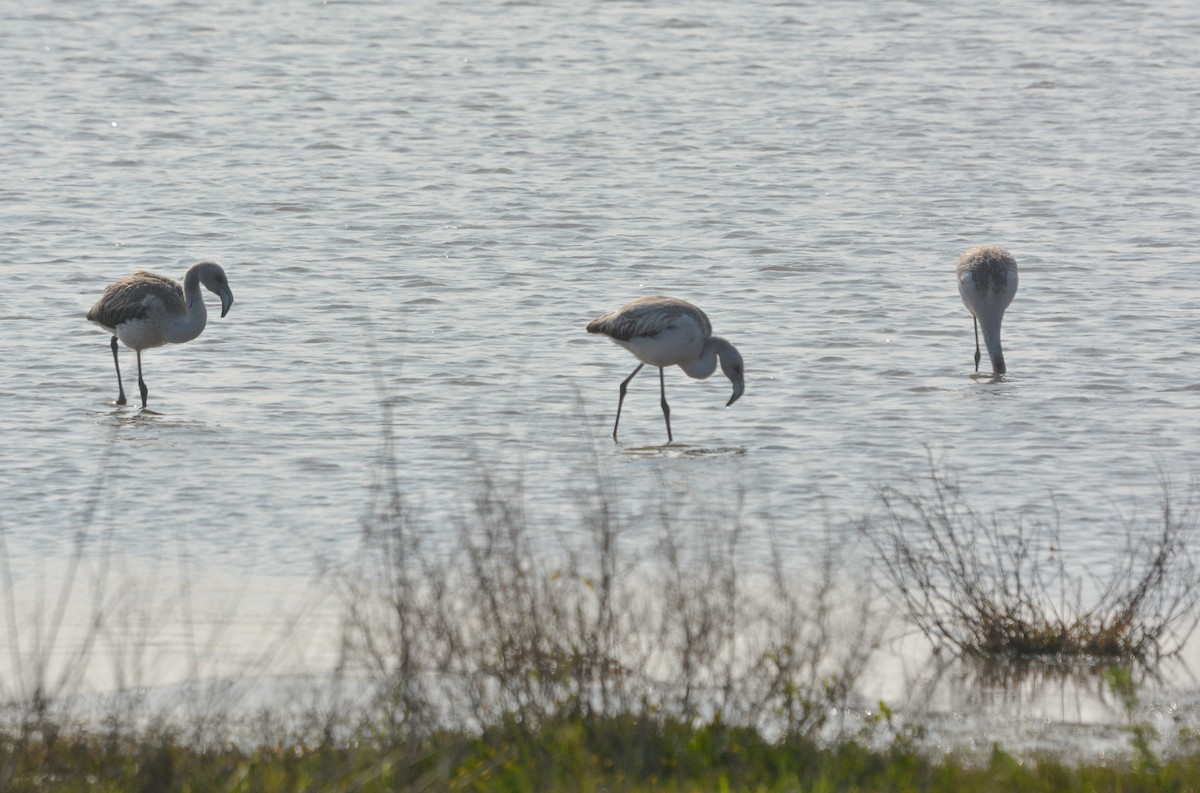 Chilean Flamingo - ML639177392