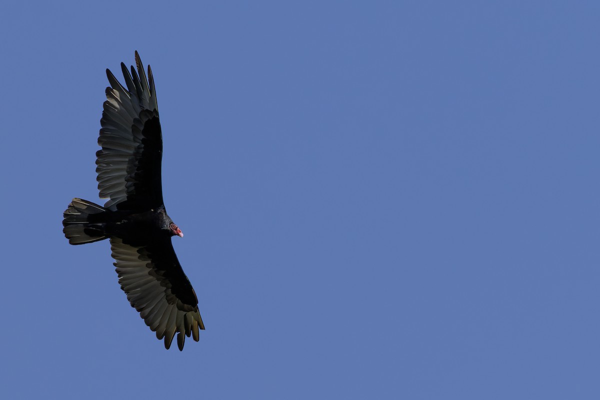 Turkey Vulture - ML639177411