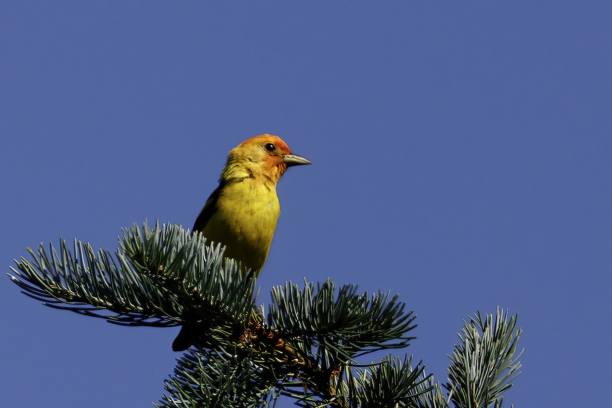 Western Tanager - ML639177441