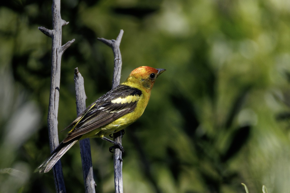 Western Tanager - ML639177442