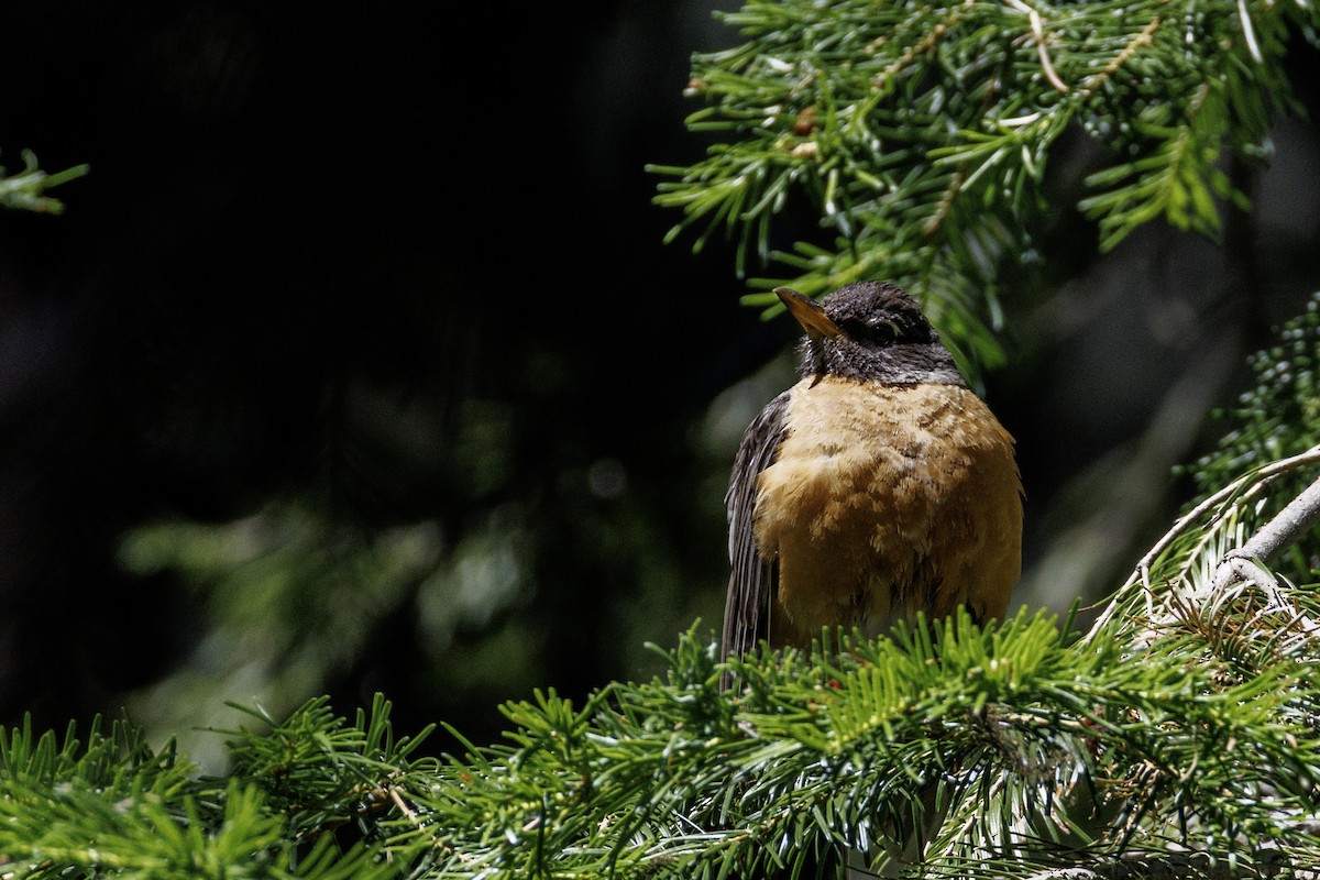 American Robin - ML639177509