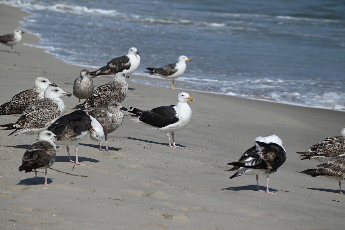 Great Black-backed Gull - ML639177581
