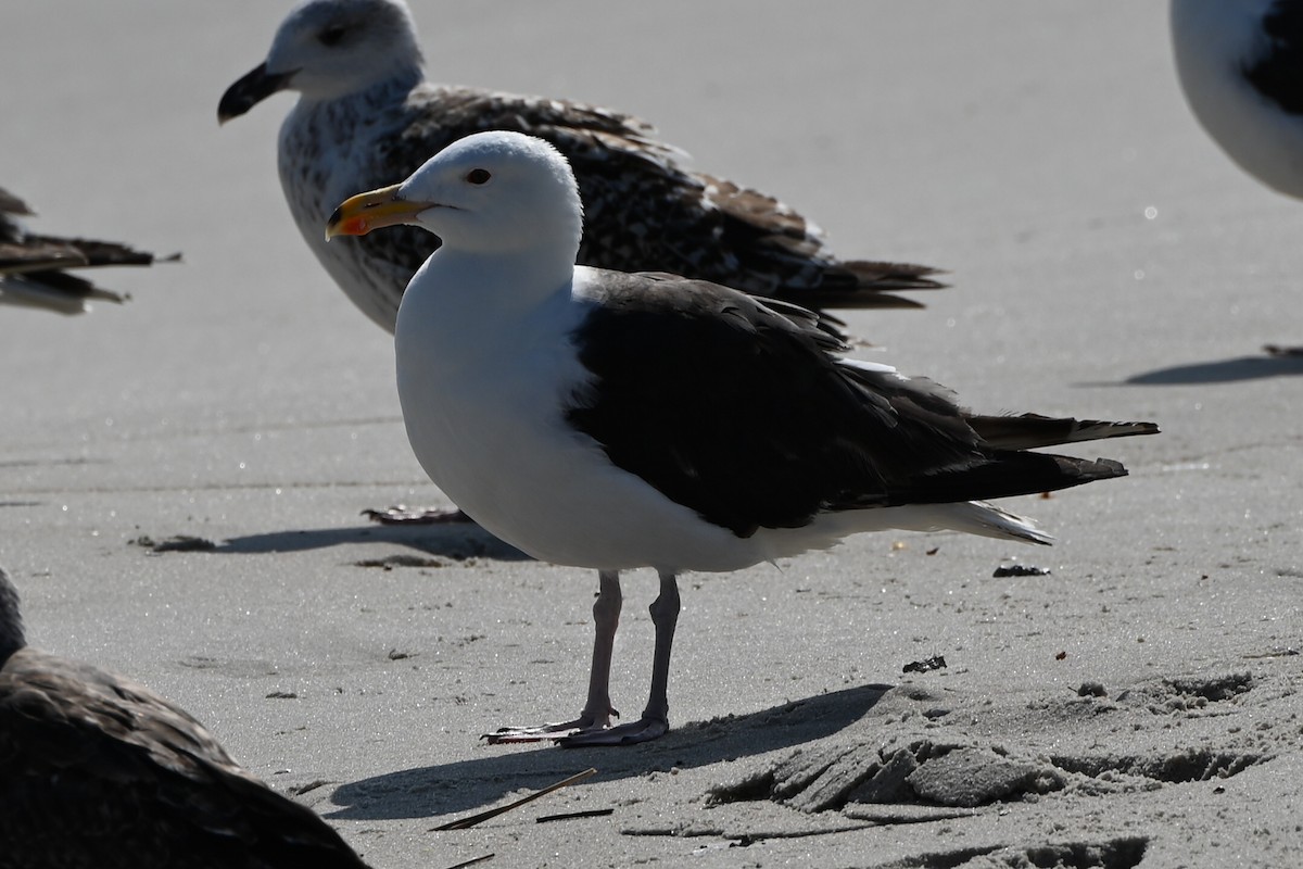 Great Black-backed Gull - ML639177598