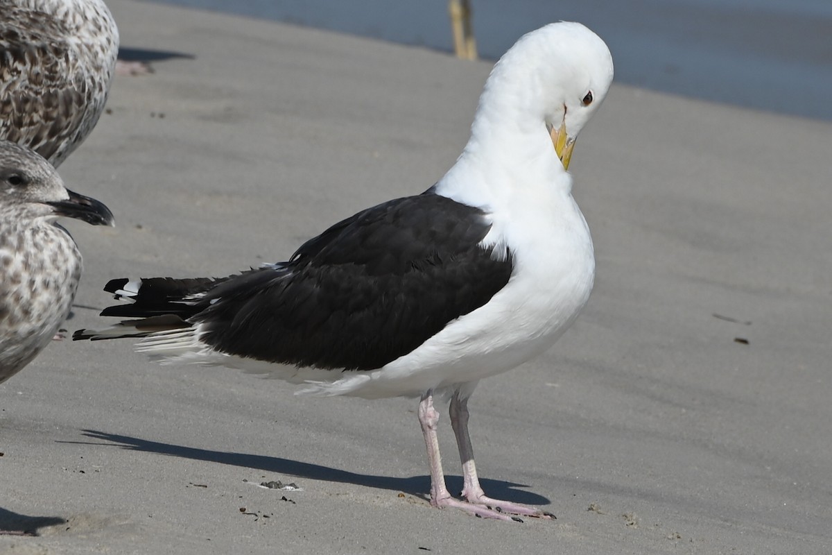 Great Black-backed Gull - ML639177620