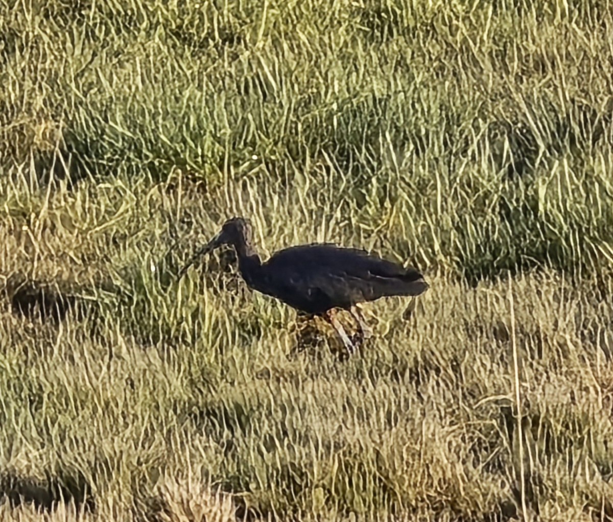 Glossy Ibis - ML639177626