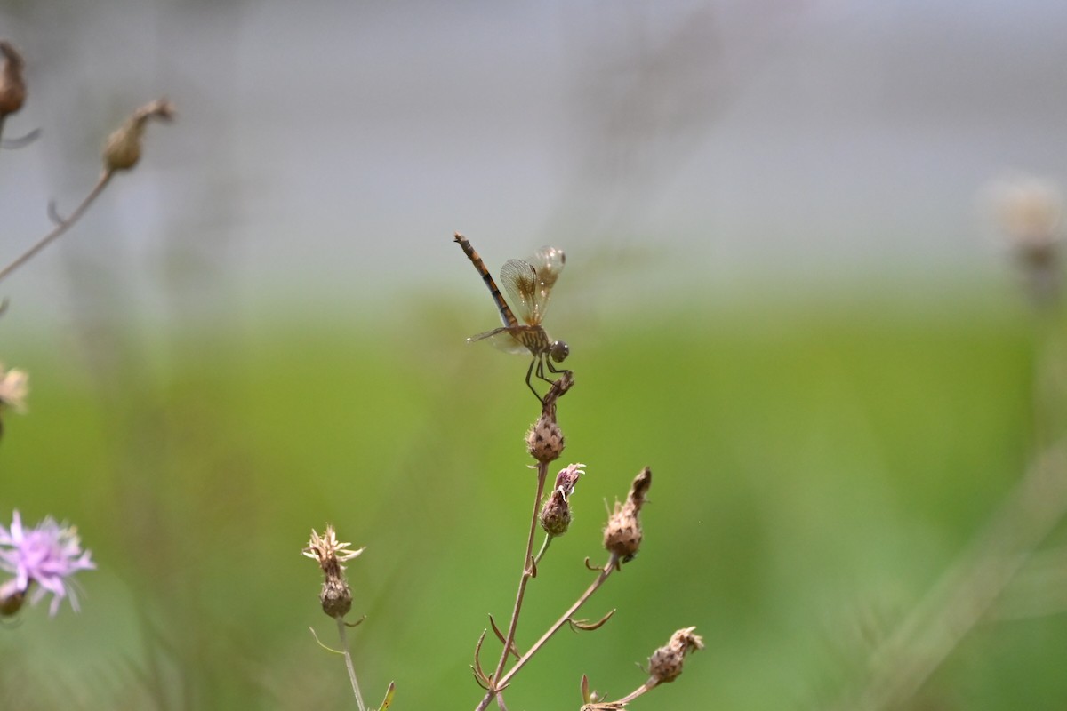 Dragonflies and Damselflies - ML639177662